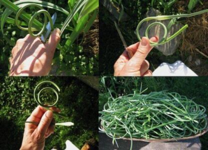 Harvesting, Processing, and Freezing Garlic-Scape Pesto Image